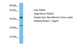RQCD1 Rabbit anti-Human, Polyclonal, Novus Biologicals 0.1 mL | Buy Online | Novus Biologicals | Fisher Scientific